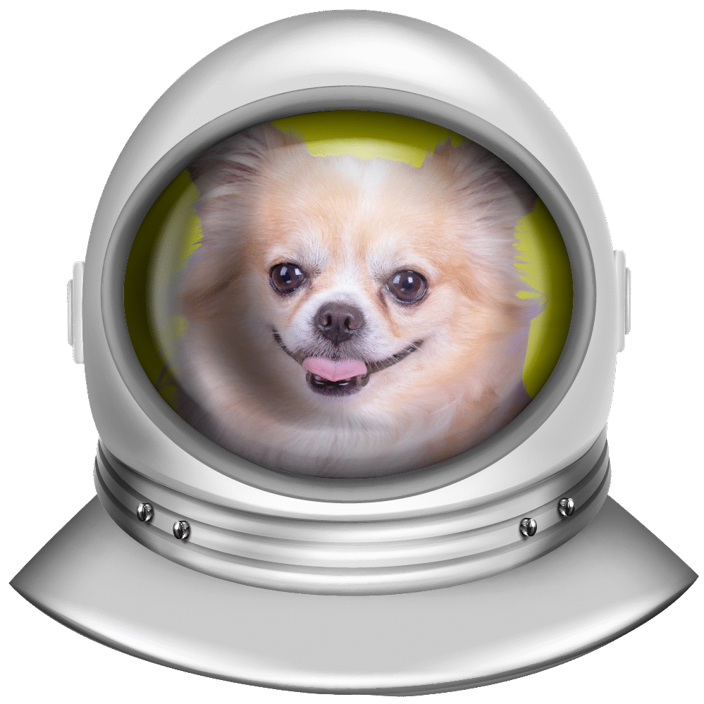 Astrodogs Chihuahuas | Canil de Chihuahuas